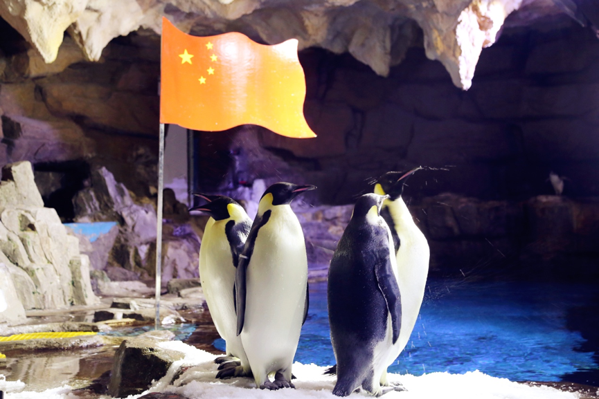 出海昌首部4D巨制《海洋之光J9九游会青岛海昌极地重磅推(图3) 出海昌首部4D巨制《海洋之光J9九游会青岛海昌极地重磅推(图3)