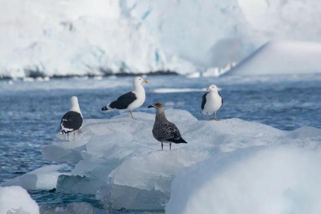 ！41天踏南极半岛闯南美4国性价比拉满j9九游会入口首页2027出发一生一次(图9)